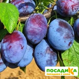 Слива Чачакская ранняя купить по цене от 229.00р. в интернет-магазине «Посадика» с доставкой почтой в в Зеленокумске и по всей России – [изображение №1].