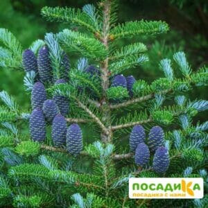 Пихта корейская (Abies koreana) купить по цене от 450.00р. в интернет-магазине «Посадика» с доставкой почтой в в Зеленокумске и по всей России – [изображение №1].