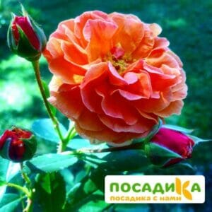 Роза Арабия купить по цене от 350.00р. в интернет-магазине «Посадика» с доставкой почтой в в Зеленокумске и по всей России – [изображение №1].