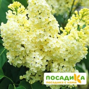 Сирень Примроуз (Primrose) купить по цене от 529.00р. в интернет-магазине «Посадика» с доставкой почтой в в Зеленокумске и по всей России – [изображение №1].