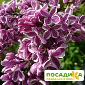 Сирень Сенсация купить по цене от 529.00р. в интернет-магазине «Посадика» с доставкой почтой в в Зеленокумске и по всей России – [изображение №1].