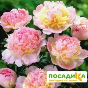 Пион Распберри Сандей (Paeonia Raspberry Sundae) купить по цене от 959р. в интернет-магазине «Посадика» с доставкой почтой в в Зеленокумске и по всей России – [изображение №1].