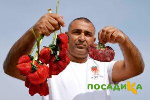 Клубника Гигант Джорнея купить по цене от 266р. в интернет-магазине «Посадика» с доставкой почтой в в Зеленокумске и по всей России – [изображение №1].
