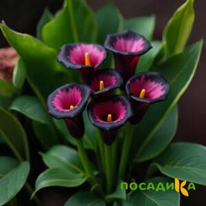 Калла Аура Лейс купить по цене от 400р. в интернет-магазине «Посадика» с доставкой почтой в в Зеленокумске и по всей России – [изображение №1].