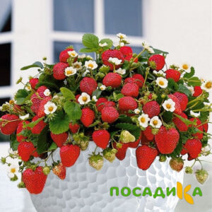 Клубника Рубиновый Шепот (горшечная) купить по цене от 240р. в интернет-магазине «Посадика» с доставкой почтой в в Зеленокумске и по всей России – [изображение №1].