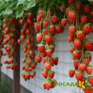 Клубника вьющаяся Комплимент купить по цене от 470р. в интернет-магазине «Посадика» с доставкой почтой в в Зеленокумске и по всей России – [изображение №1].