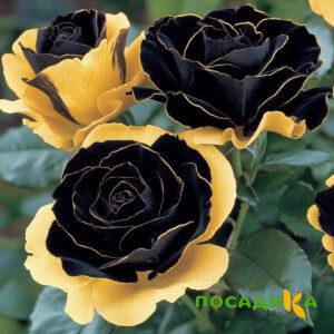 Роза Ханни Сикл купить по цене от 700р. в интернет-магазине «Посадика» с доставкой почтой в в Зеленокумске и по всей России – [изображение №1].