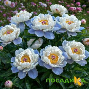 Пион акварельный Этюд купить по цене от 806р. в интернет-магазине «Посадика» с доставкой почтой в в Зеленокумске и по всей России – [изображение №1].