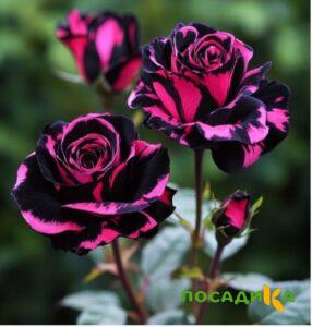 Роза Багровый Шепот купить по цене от 366р. в интернет-магазине «Посадика» с доставкой почтой в в Зеленокумске и по всей России – [изображение №1].