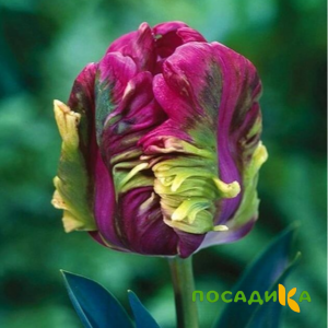 Тюльпан Экзотик Хэвен купить по цене от 186р. в интернет-магазине «Посадика» с доставкой почтой в в Зеленокумске и по всей России – [изображение №1].
