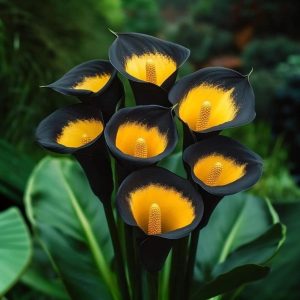 Калла Легато купить по цене от 620р. в интернет-магазине «Посадика» с доставкой почтой в в Зеленокумске и по всей России – [изображение №1].