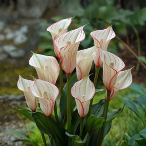 Калла Глейшер купить по цене от 299р. в интернет-магазине «Посадика» с доставкой почтой в в Зеленокумске и по всей России – [изображение №1].