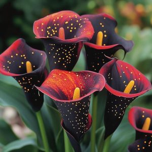 Калла Нуар купить по цене от 299р. в интернет-магазине «Посадика» с доставкой почтой в в Зеленокумске и по всей России – [изображение №1].