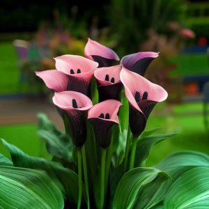 Калла Энигма купить по цене от 291р. в интернет-магазине «Посадика» с доставкой почтой в в Зеленокумске и по всей России – [изображение №1].