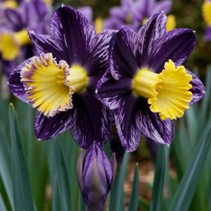 Нарцисс Акропоис купить по цене от 382р. в интернет-магазине «Посадика» с доставкой почтой в в Зеленокумске и по всей России – [изображение №1].